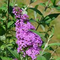 Buddleja davidii 'Pink Delight'